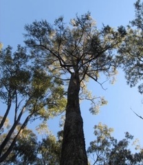 Corymbia eximia