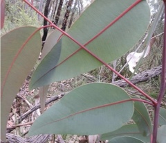 Corymbia eximia