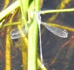 Lestes tridens