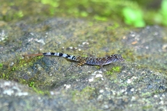 Cnemaspis gracilis
