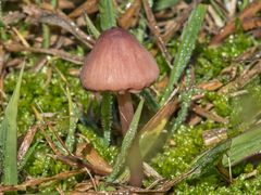 Mycena kuurkacea