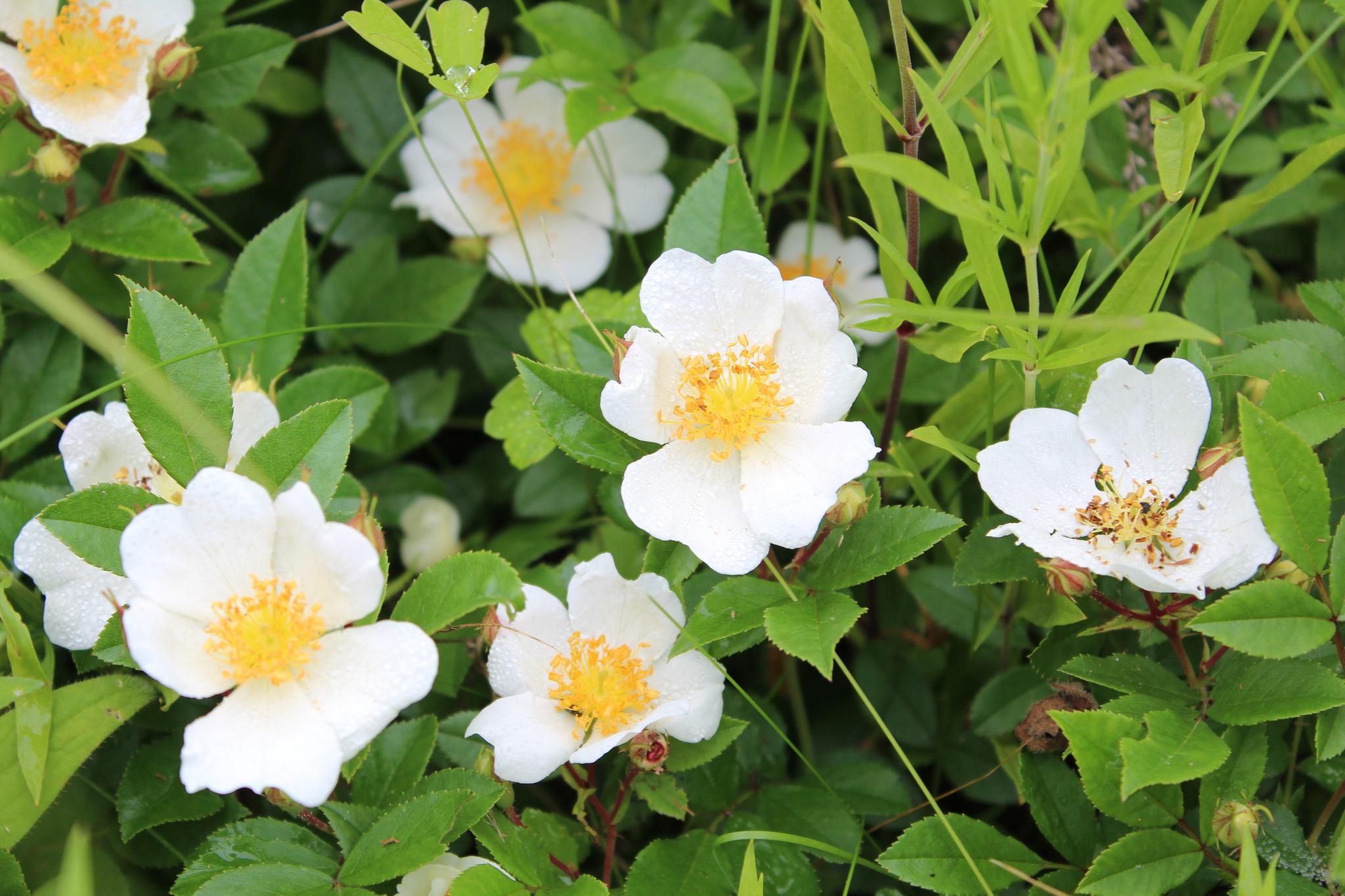 Rosa maximowicziana