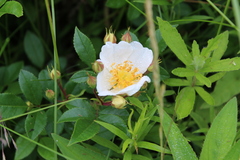 Rosa maximowicziana