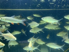 Hypsibarbus wetmorei