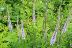 Veronicastrum sibiricum