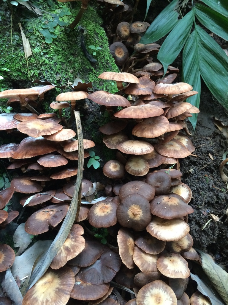 Armillaria mexicana