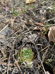 Orostachys malacophylla