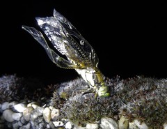 Orthetrum cancellatum