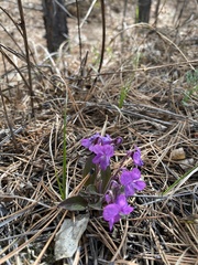 Viola gmeliniana