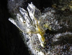 Orthetrum cancellatum