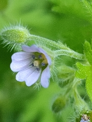 Geranium pusillum