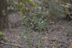 Elaeocarpus holopetalus