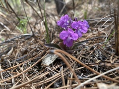 Viola gmeliniana