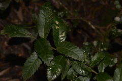 Elaeocarpus holopetalus