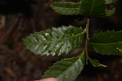 Elaeocarpus holopetalus