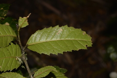 Elaeocarpus holopetalus