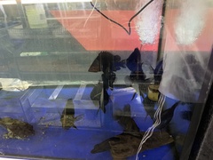 Datnioides