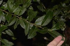 Elaeocarpus holopetalus
