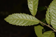 Elaeocarpus holopetalus