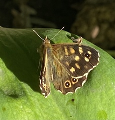 Pararge aegeria