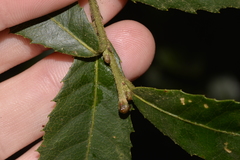 Elaeocarpus holopetalus