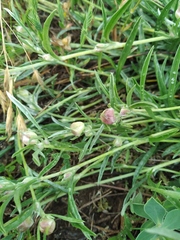 Convolvulus holosericeus