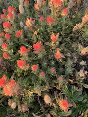 Castilleja mendocinensis