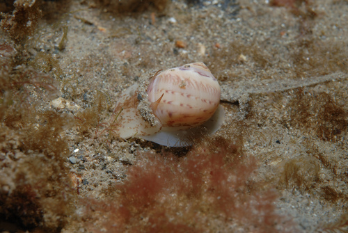 Euspira nitida