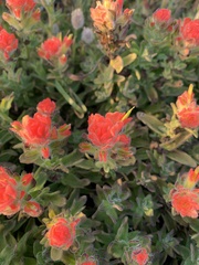 Castilleja mendocinensis