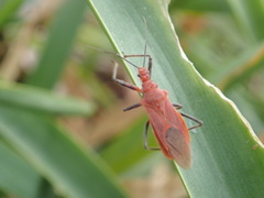 Cutocoris russatus