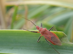 Cutocoris russatus