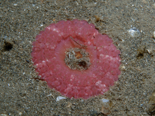 Capnea sanguinea