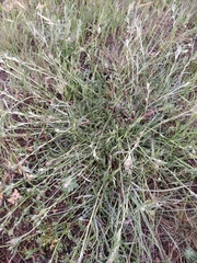 Convolvulus holosericeus