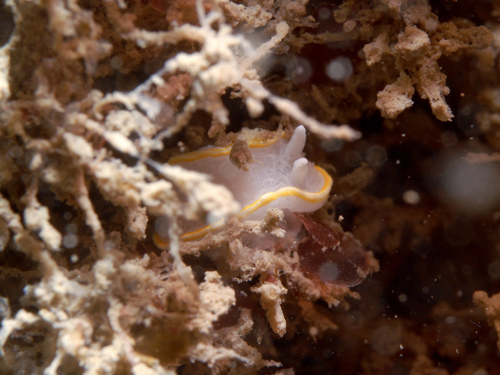 Diaphorodoris alba