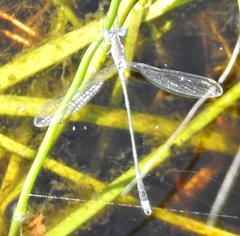Lestes tridens