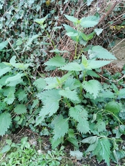 Urtica dioica dioica