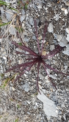 Pedicularis sudetica