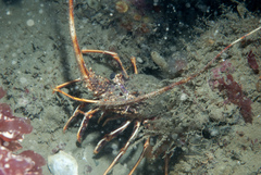 Palinurus elephas