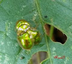 Charidotella succinea