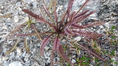 Pedicularis sudetica