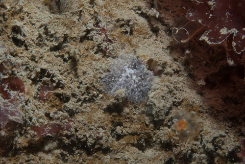 Distaplia rosea