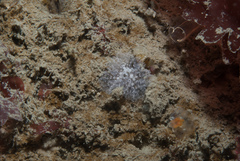 Distaplia rosea