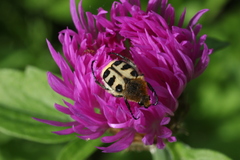Psephellus dealbatus