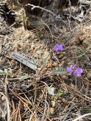 Gueldenstaedtia verna