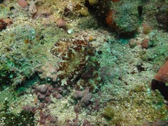 Discodoris boholiensis