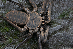 Paraphrynus emaciatus