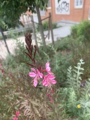 Angiospermae