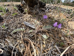 Gueldenstaedtia verna