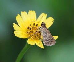 Vehilius stictomenes