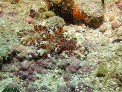 Discodoris boholiensis